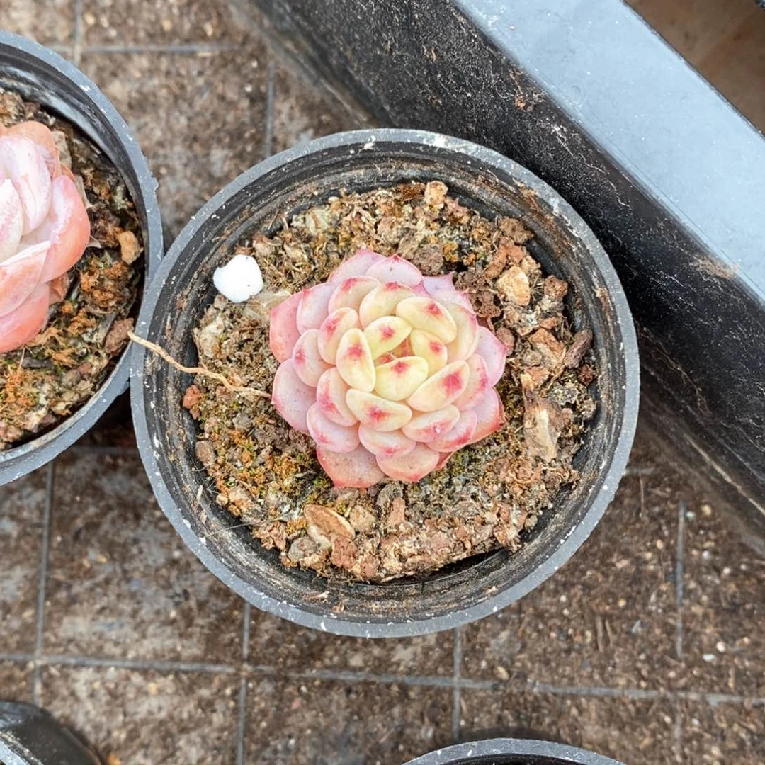 精品多肉一物一拍不包整149