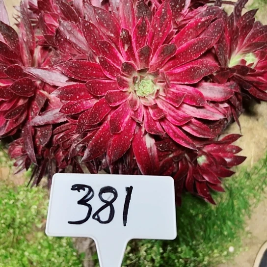 多肉植物孔雀锦法师