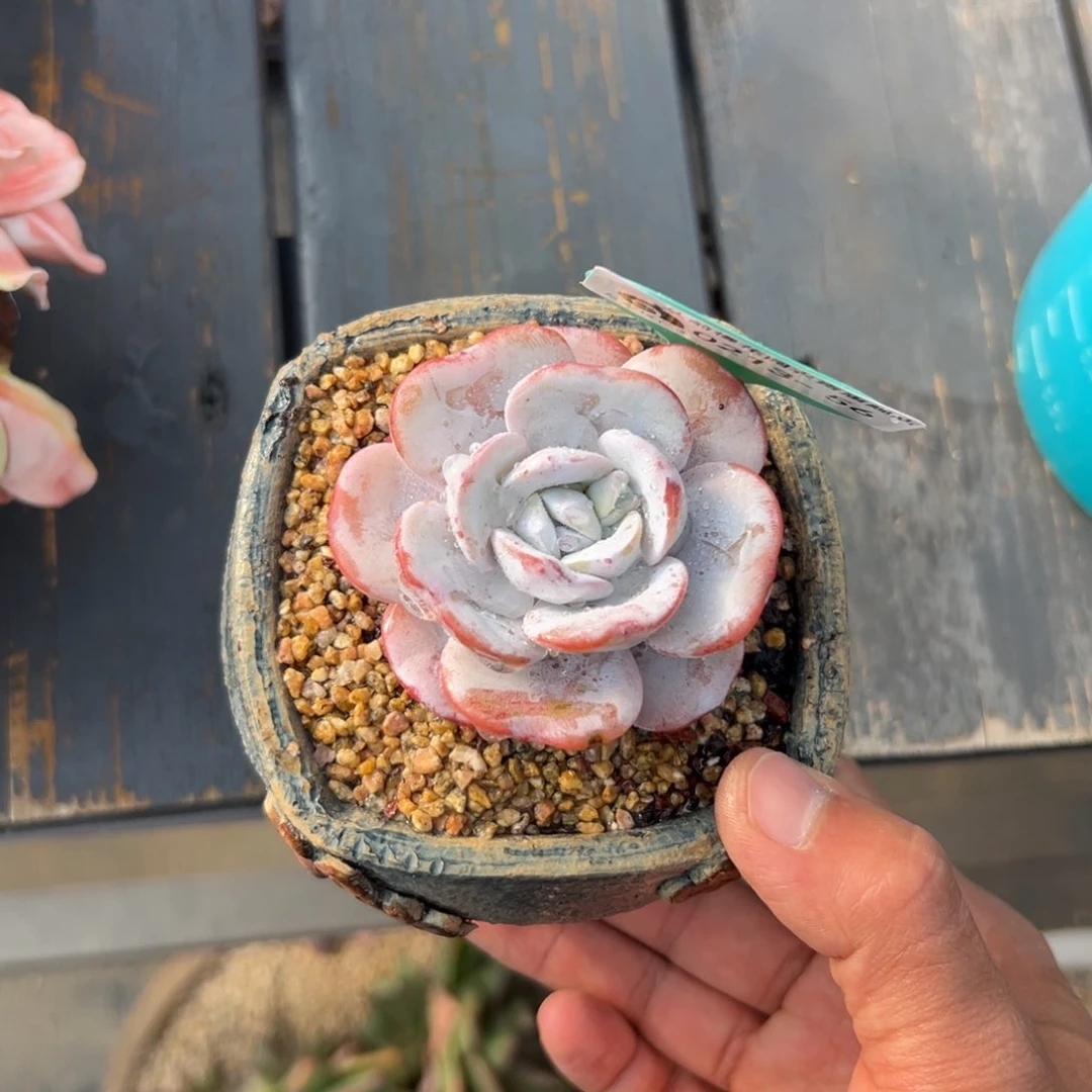 多肉一物一拍0213-56