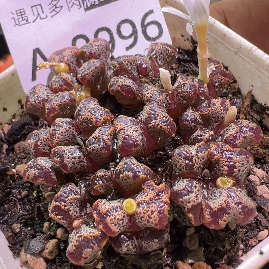 多肉植物111111111111