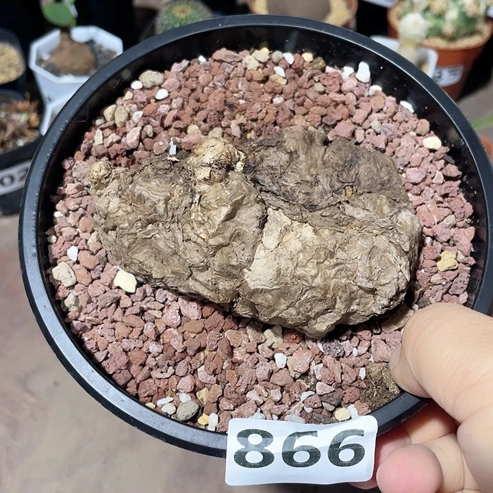 866泰国大一叶龟，