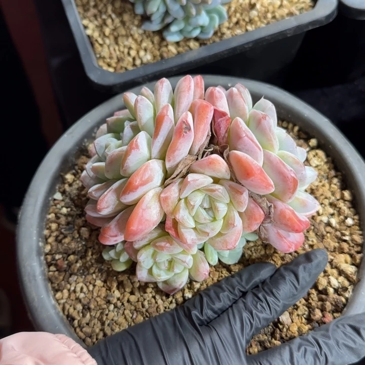 12厘米左右一物一拍的