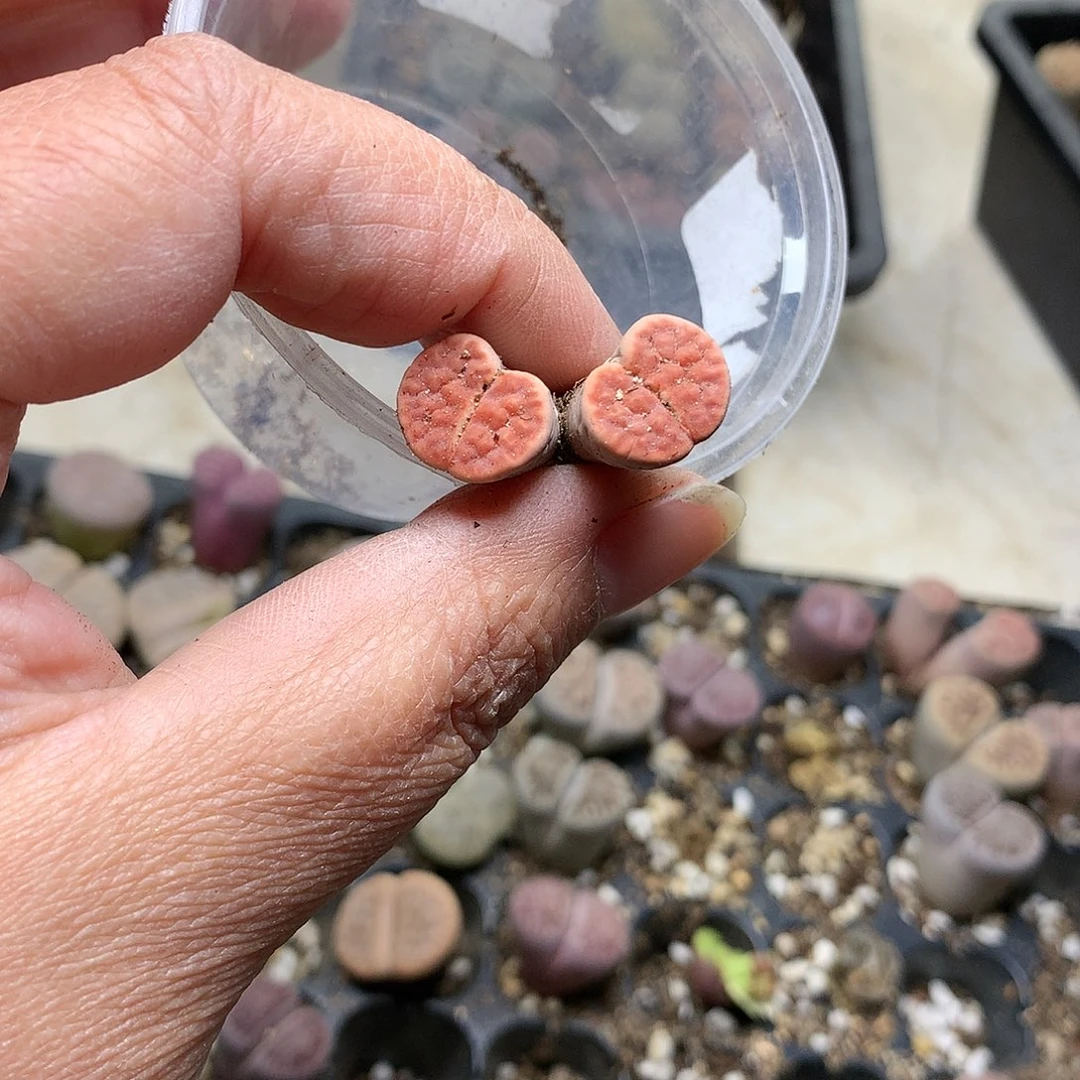 就*K250多肉植物保护