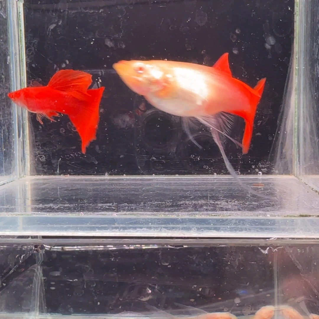 孔雀鱼大背血红1对