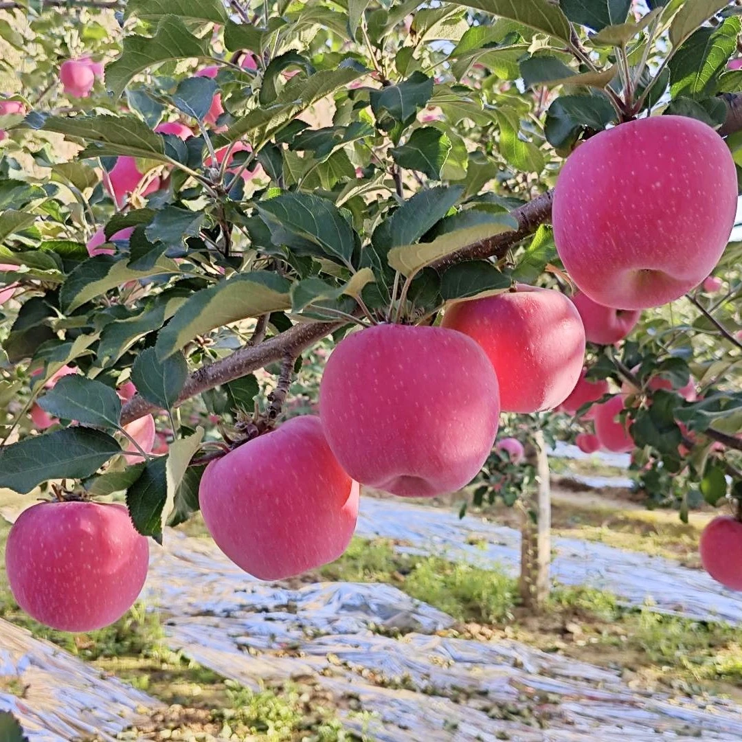 秦安高山种植红富士苹果 脆甜多汁 新鲜水果