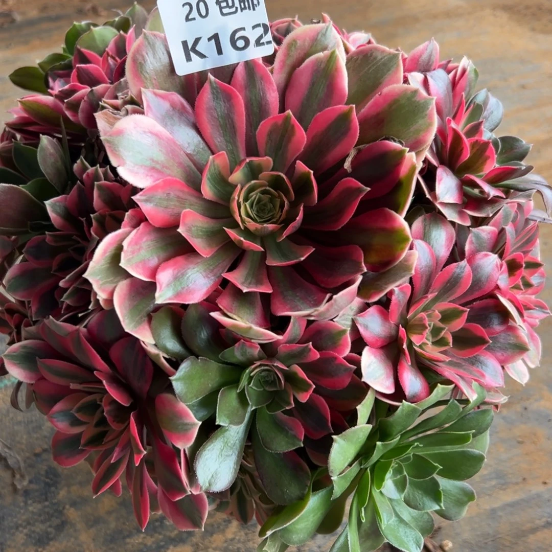 162女妖，满20包邮