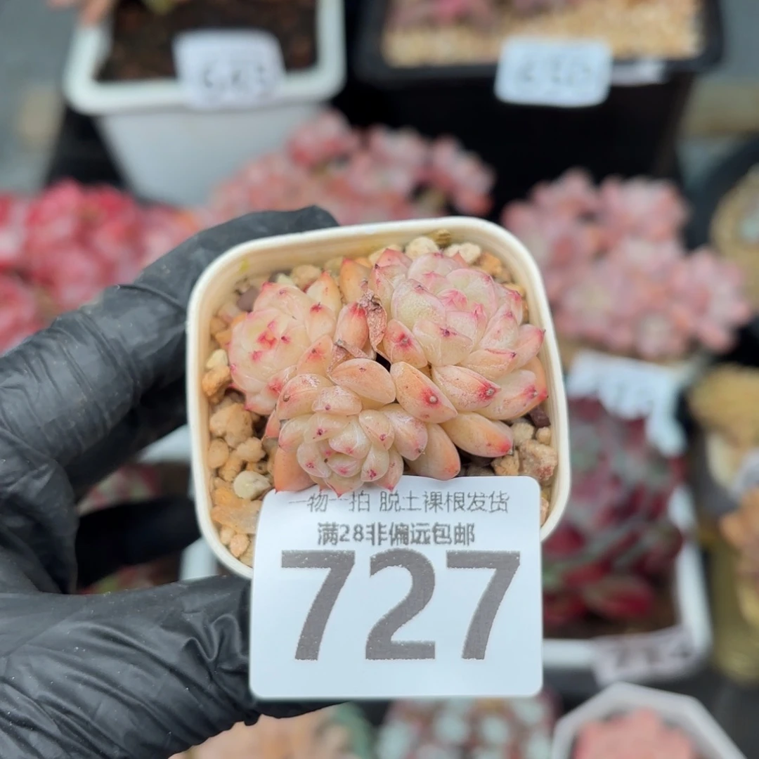 甜心珍妮无盆土发货