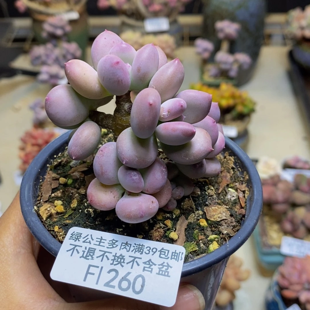 260苹果奶四代多肉5c m