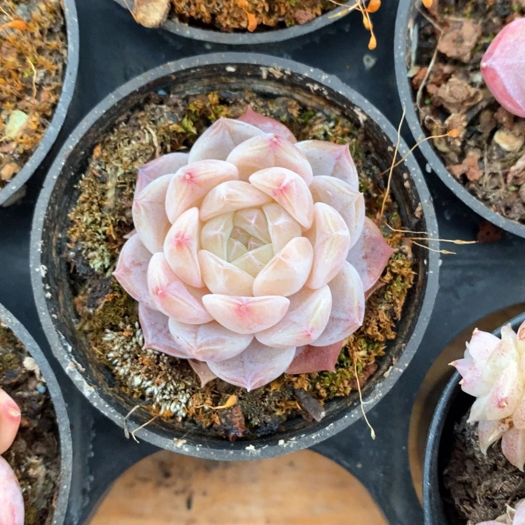 精品多肉一物一拍不包整135