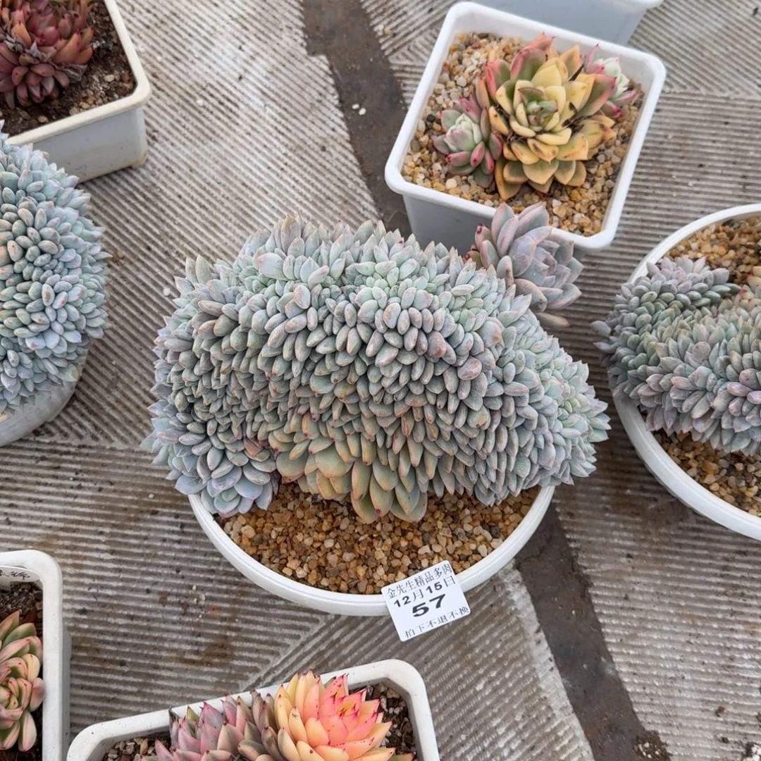 1215-57橙梦露锦缀福利