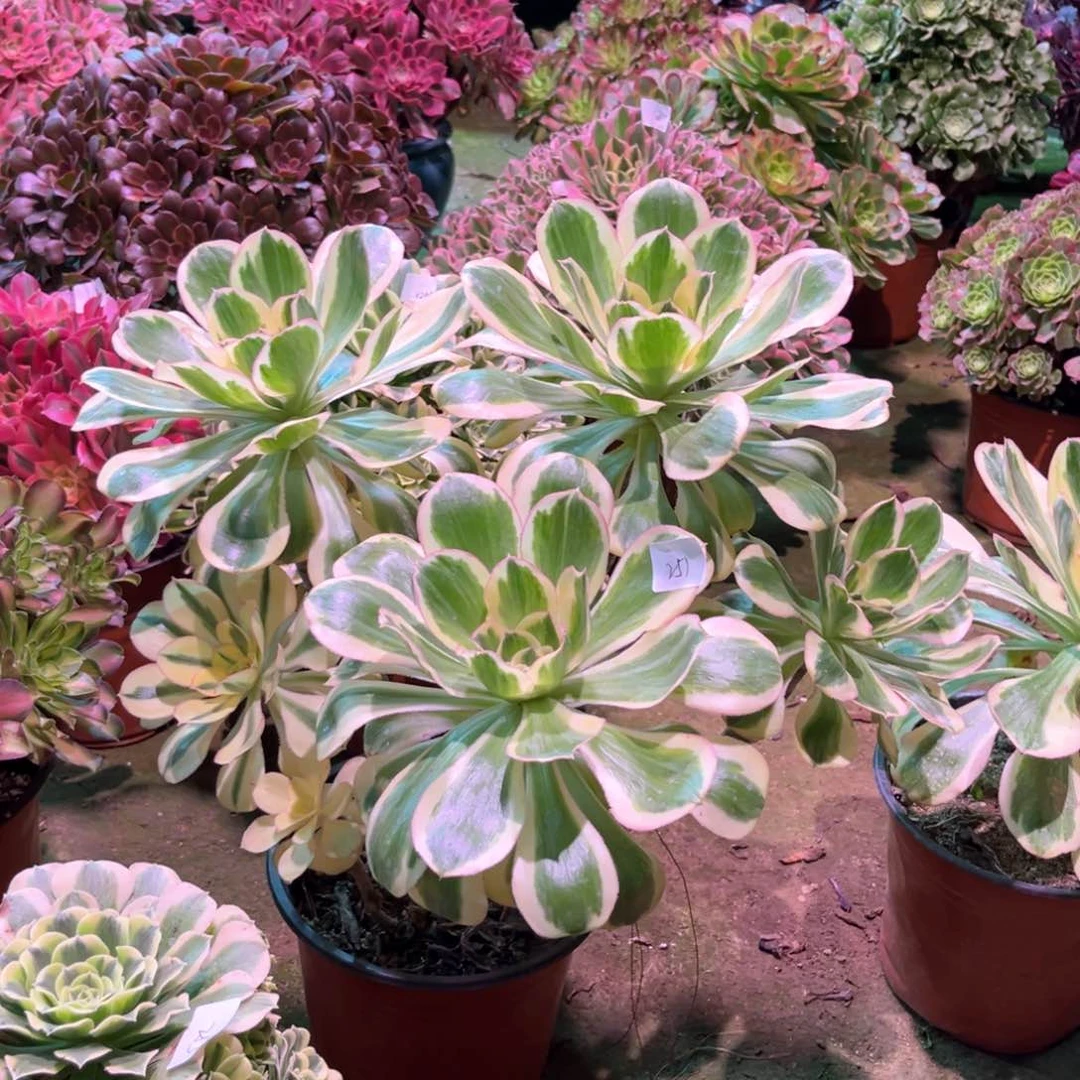 多肉植物燕姿251