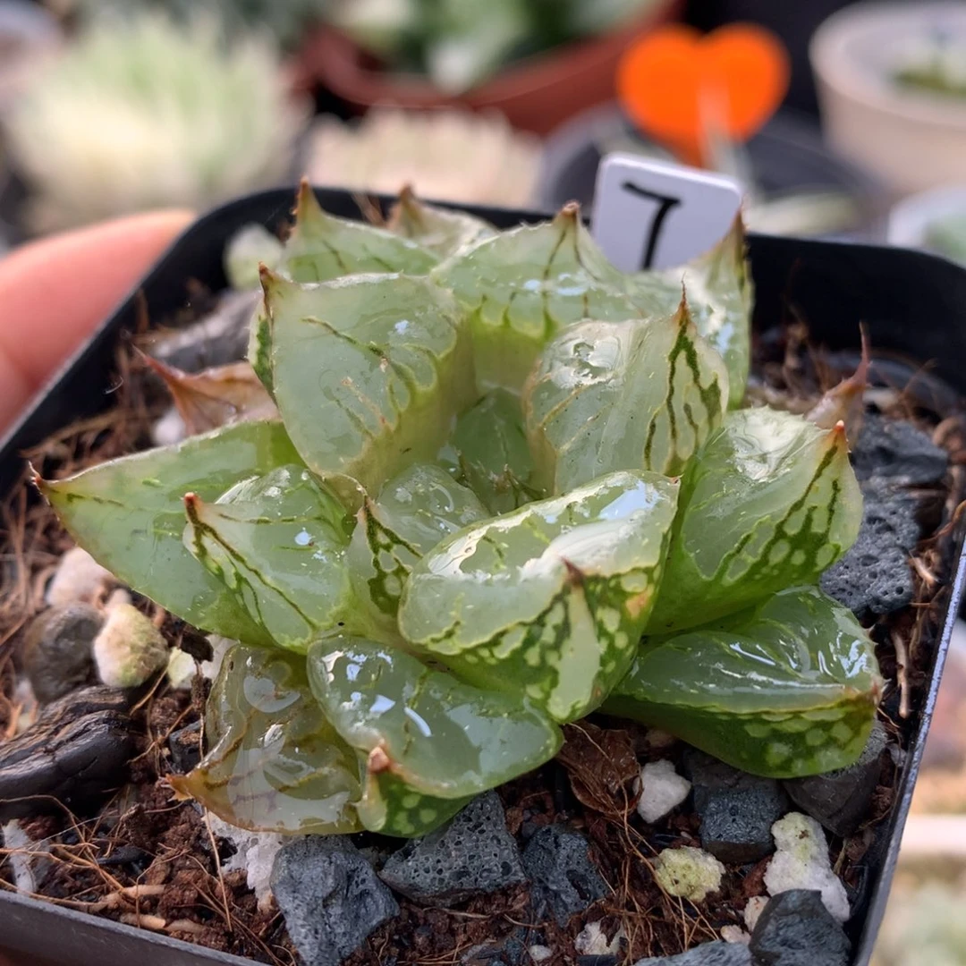 裹克，带盆土发货了