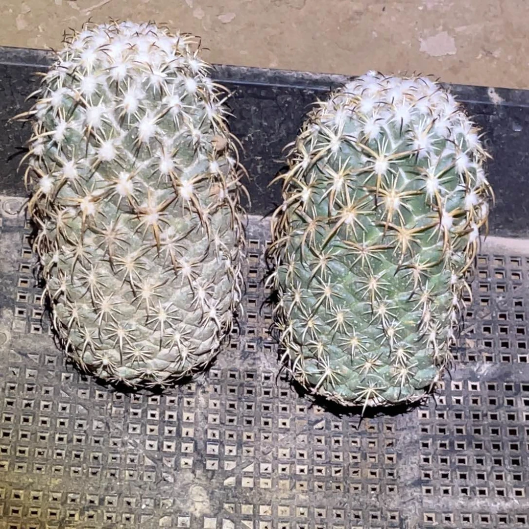 钢钉 象牙 无根 落地