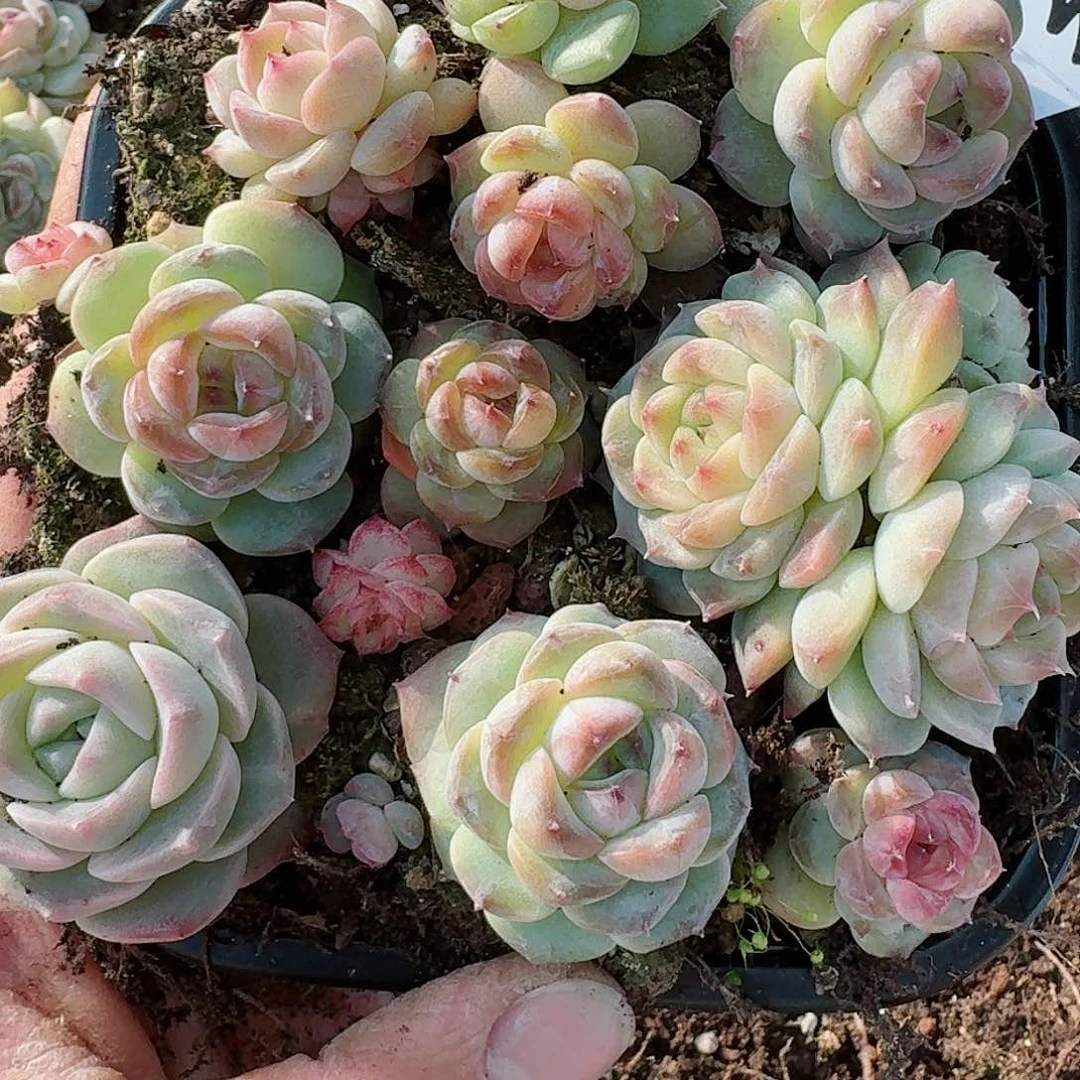 杂交新品珍妮多肉301