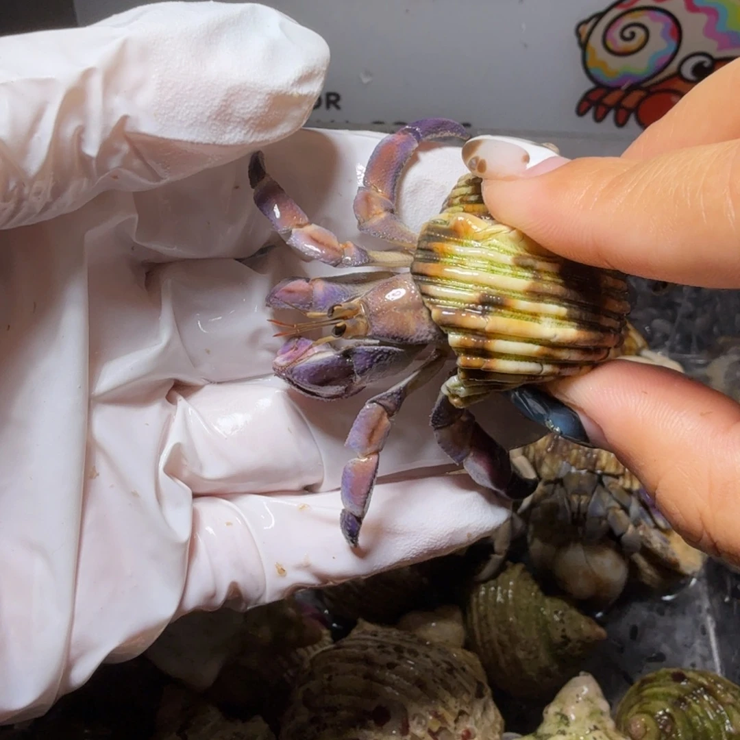 福利1 2.2口通体紫粉