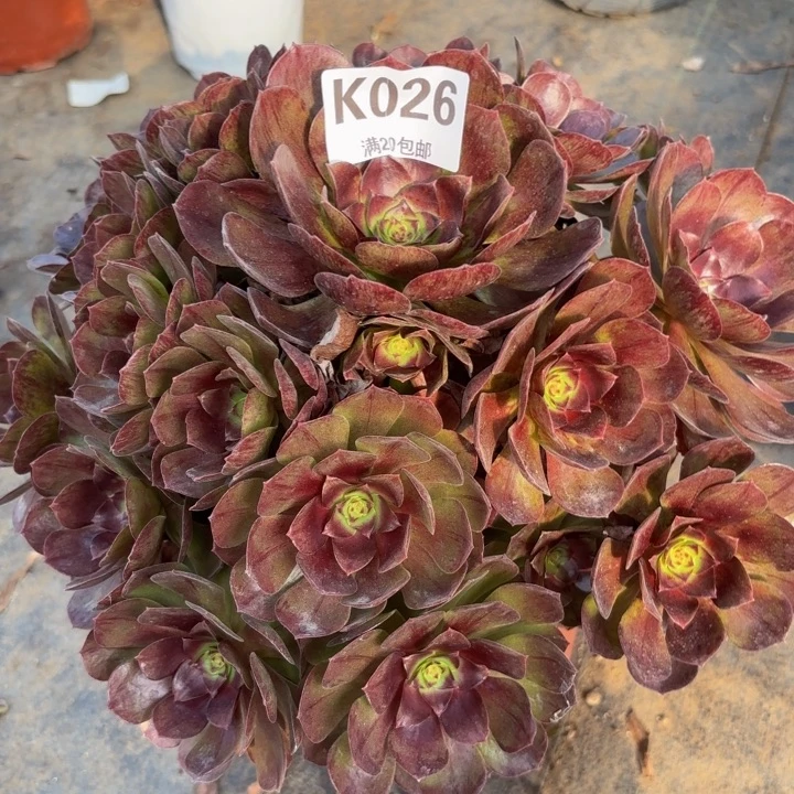 瑞妈多肉植物026..