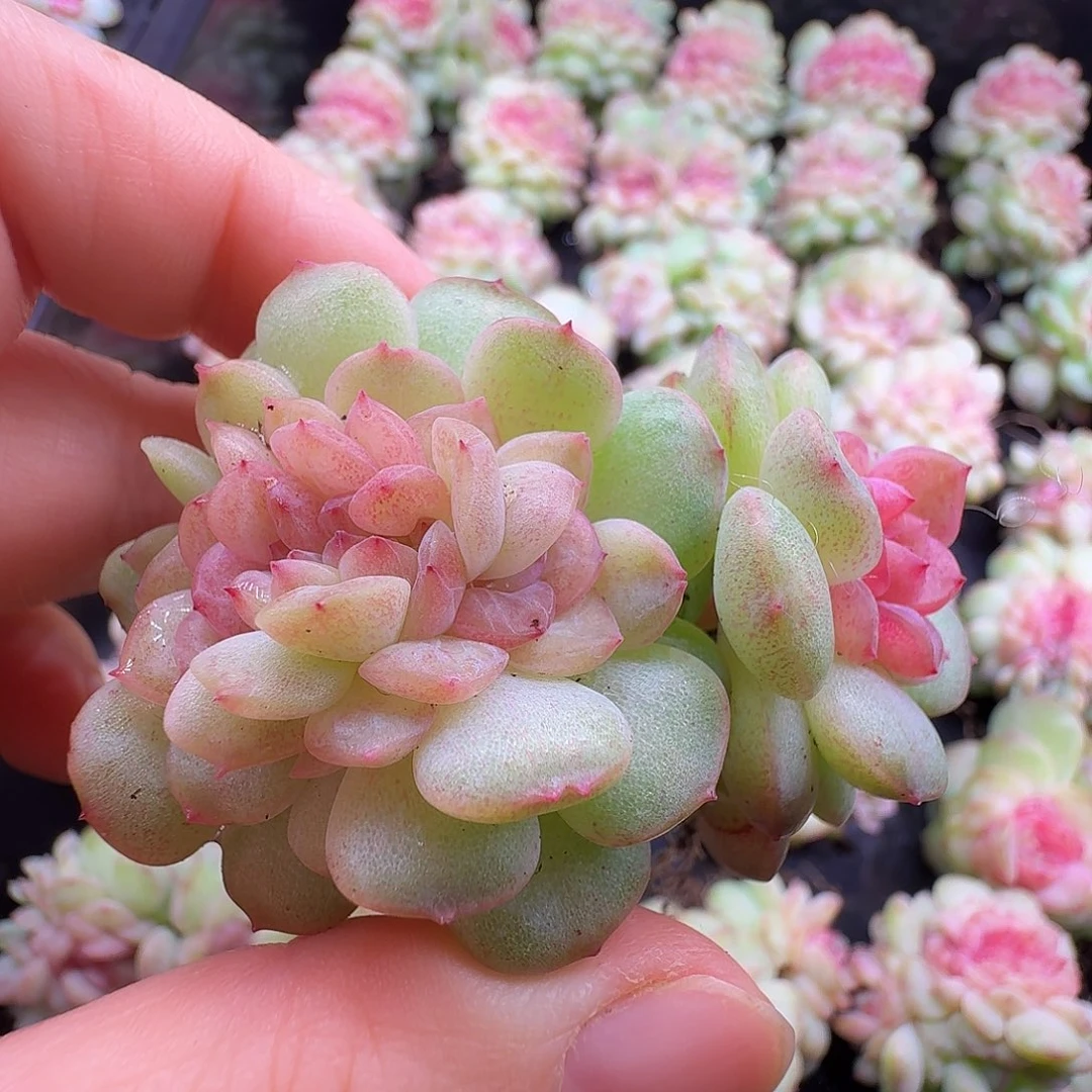 紫烟缀化开播福利