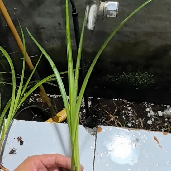 完全开放典荷龙头引种壮苗