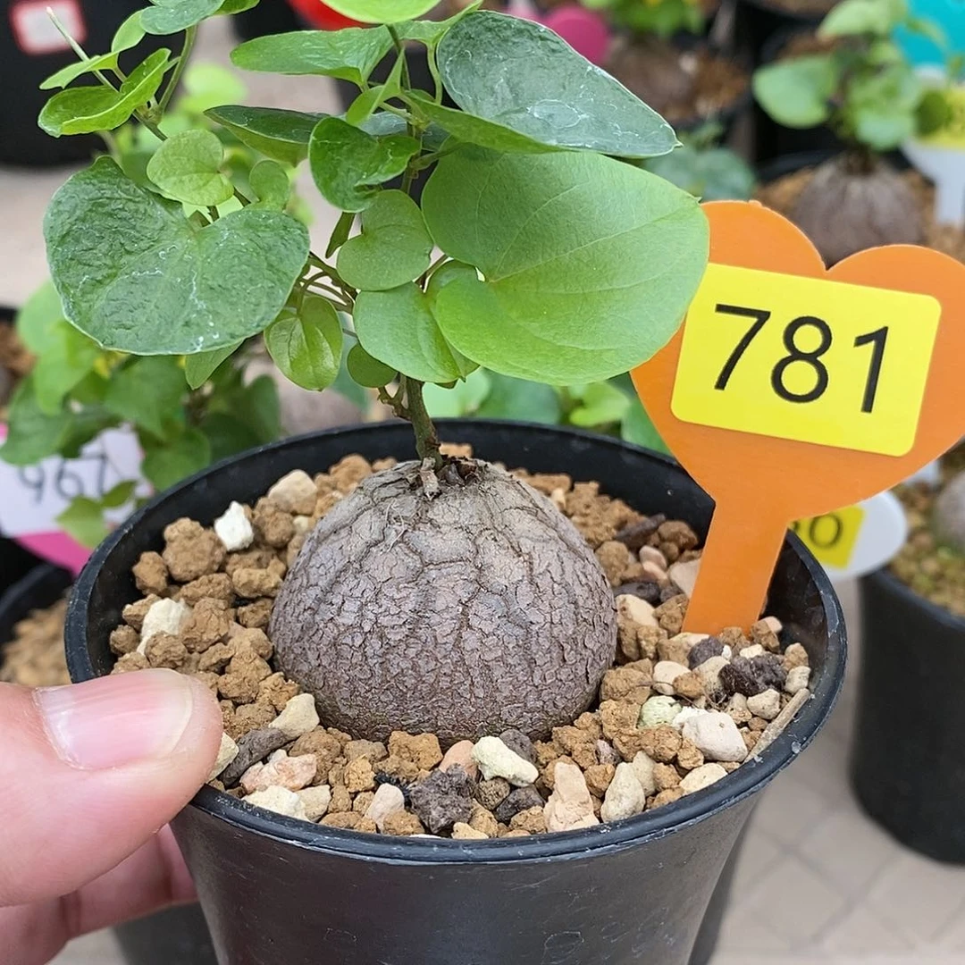 南非龟甲龙龟甲龙