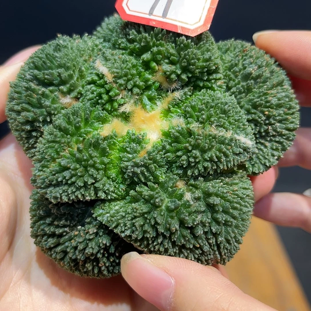 11号9.5cm自根大尤超级哥斯拉