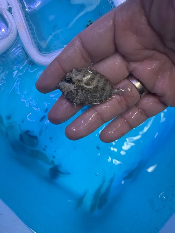 海水鱼蓝点吊，15包装，运费到付，南京发货