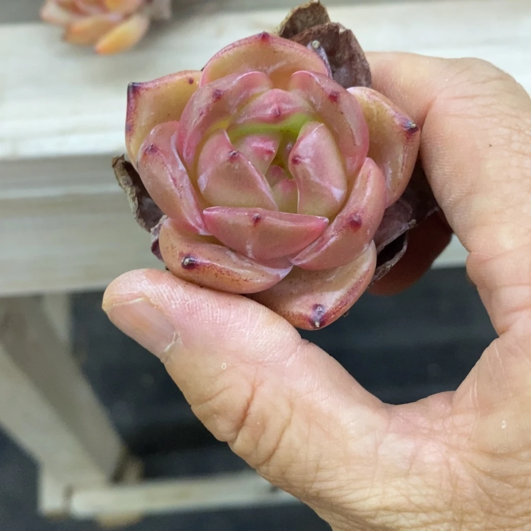 精品多肉一物一拍不包整353