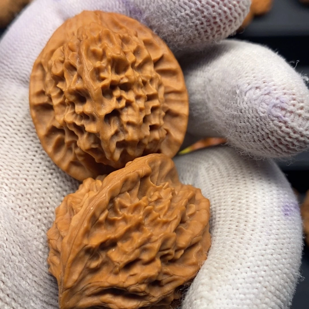 秦岭森林中发现过几株