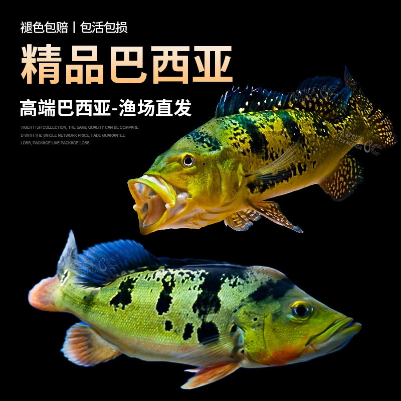 巴西亚活体热带鱼观赏鱼帝王三间金老虎皇冠三间蓝帆眼斑宠物鱼