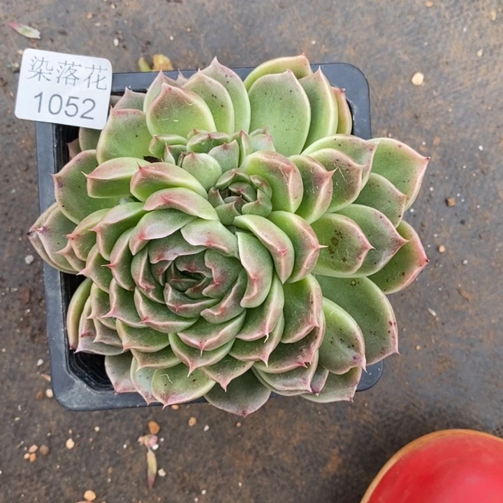 杨*好精品多肉植物1052