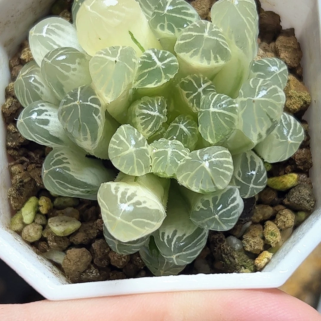 圆头实生糊斑母本