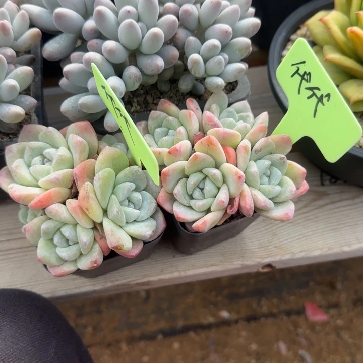 冰玉群生五十包邮