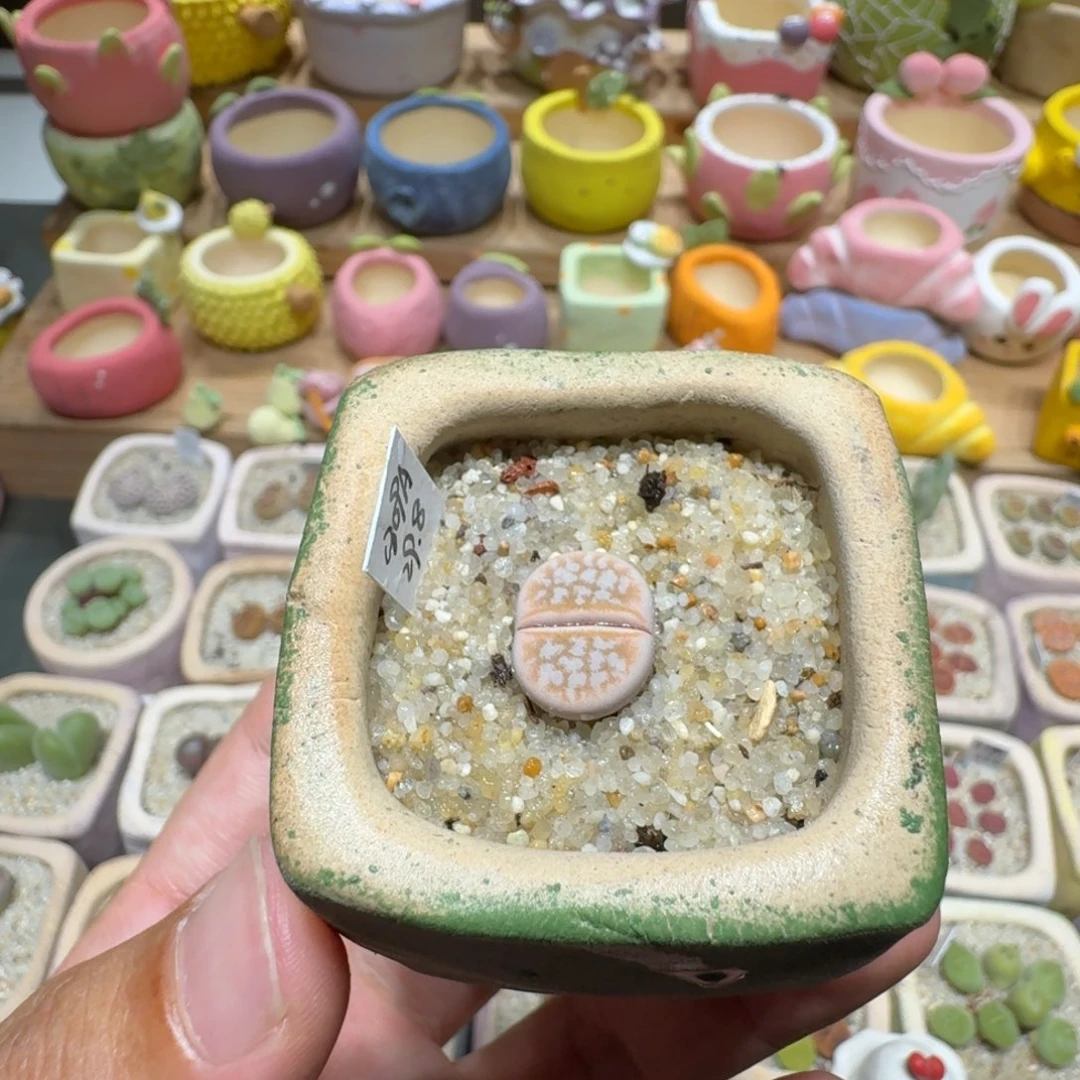 蘑菇227c309a拿铁多肉植物