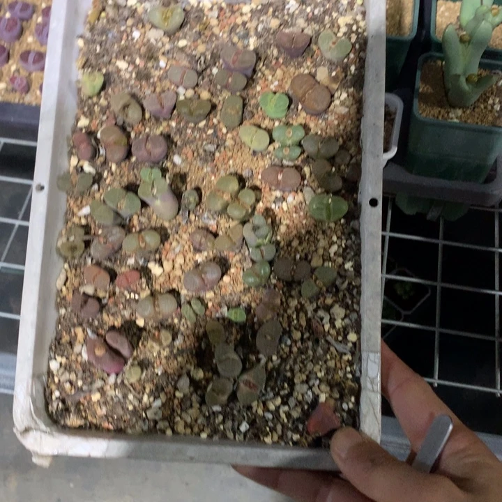 精品多肉植物精品