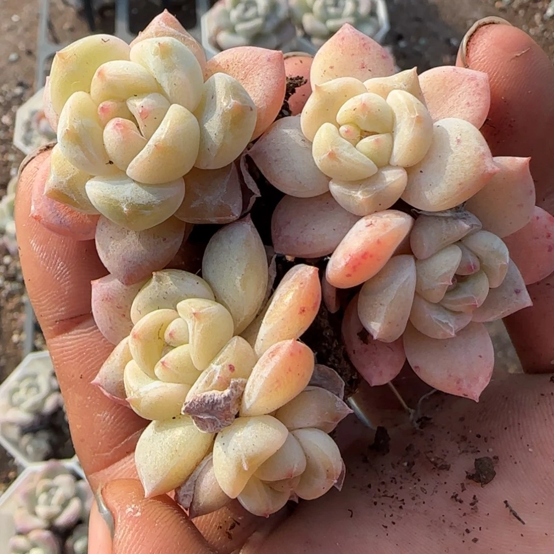 多肉小卡拉米糖心一物一拍