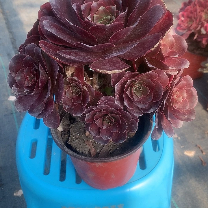 102魅金玫瑰多肉植物