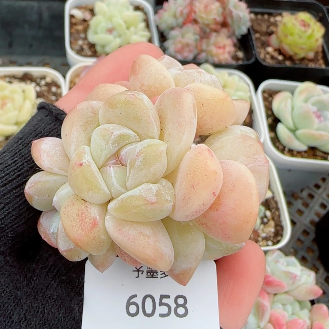 冰玉无砍，6058多肉植物