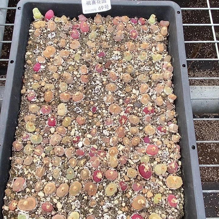 桃喜花园0220-69毛