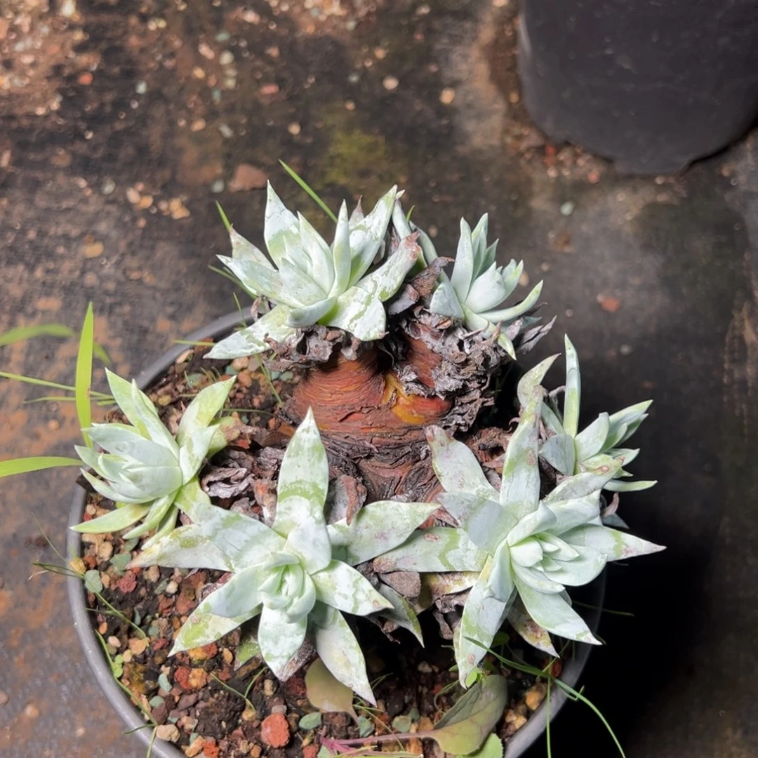 3630苹果叶雪山群生