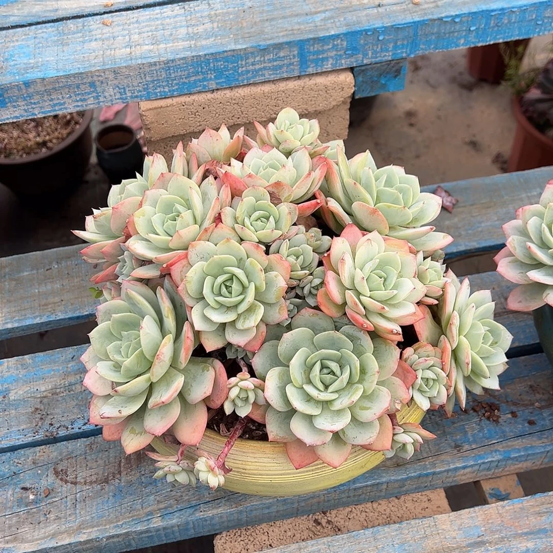 恋曲裸根发货。