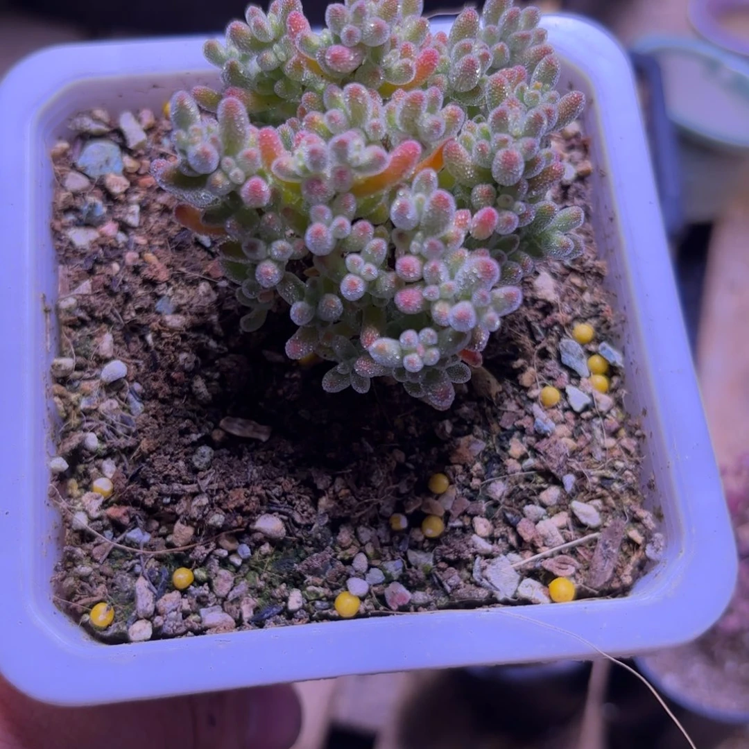 目***妖枝干番杏粉钻G205