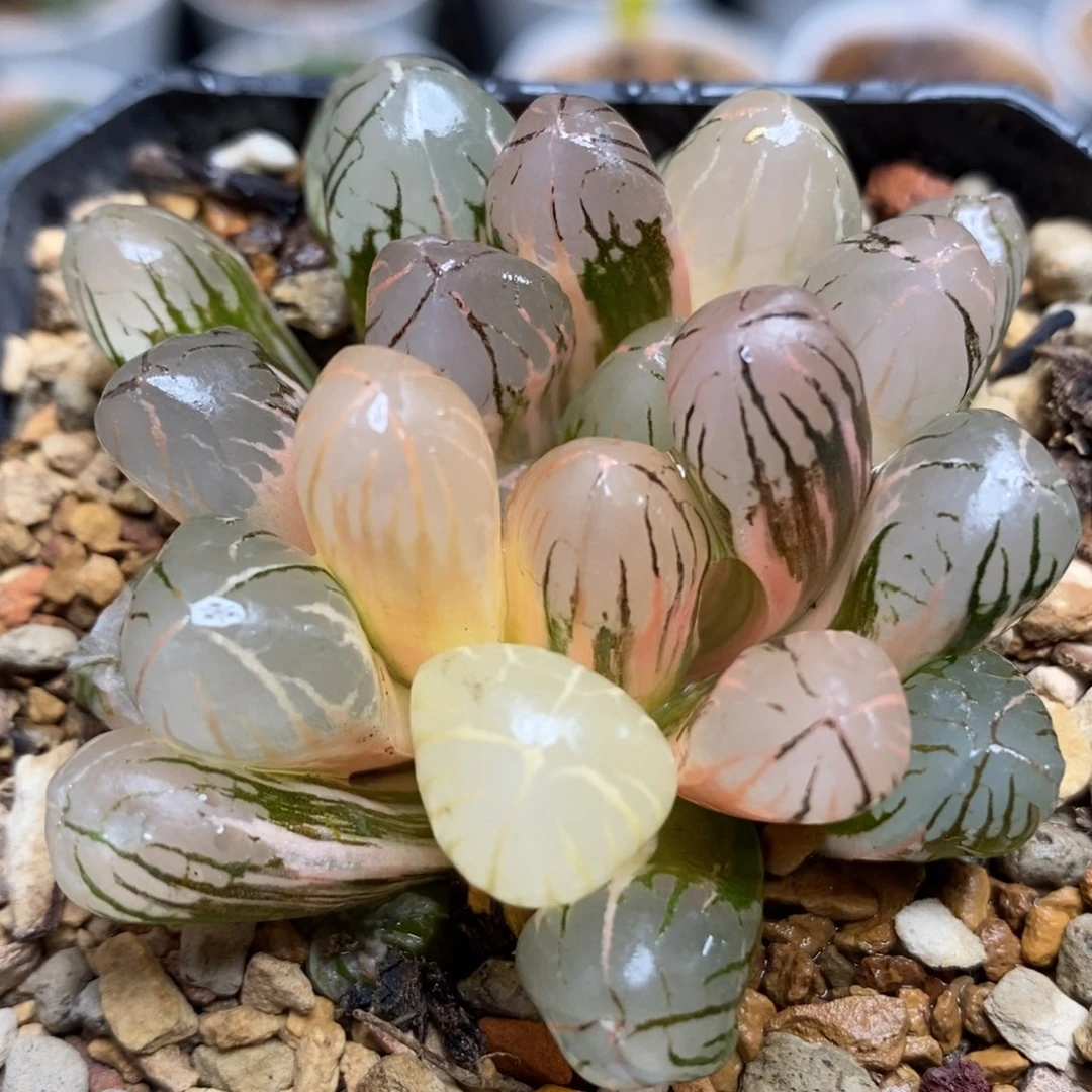21红太阳玉露锦一物一拍