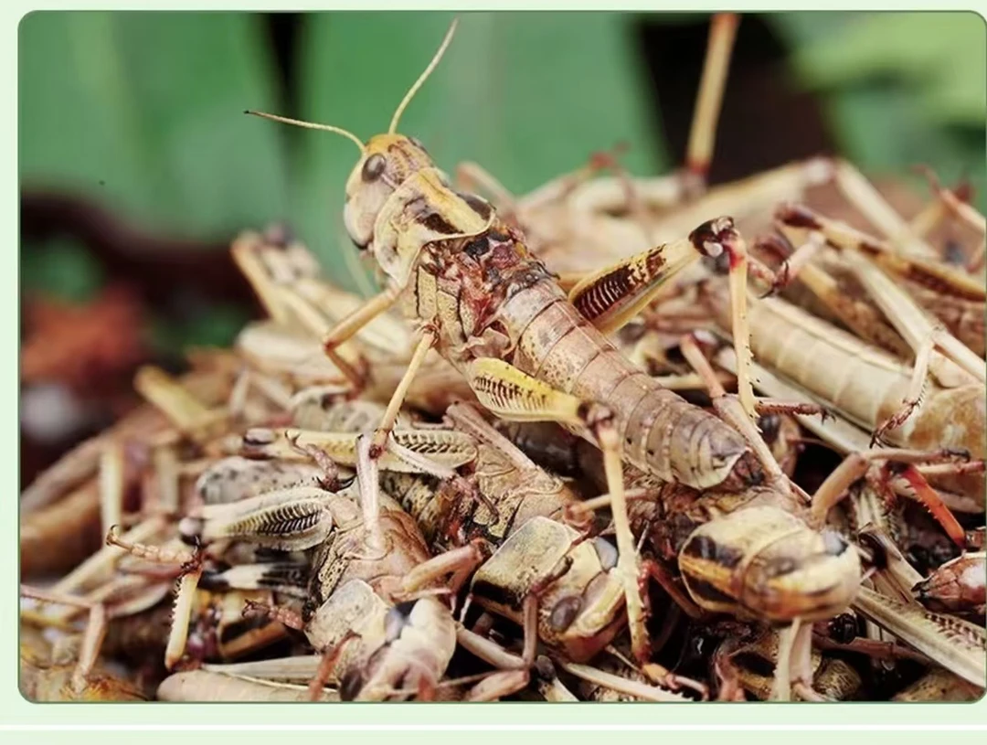 去翅带籽全母速冻蚂蚱