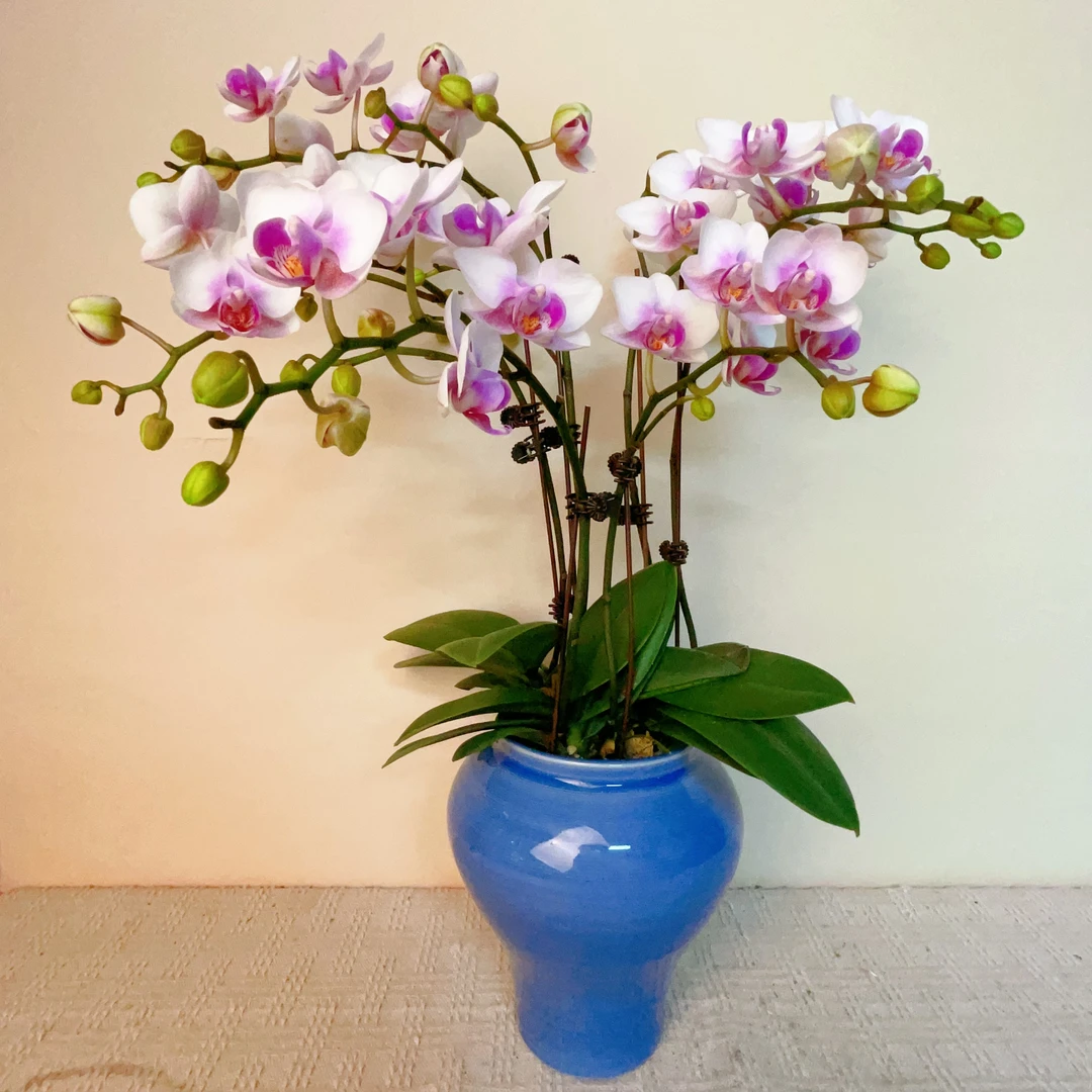 A级【小火烈鸟】精品蝴蝶兰花卉高雅轻奢高级艺术盆栽组盆系列