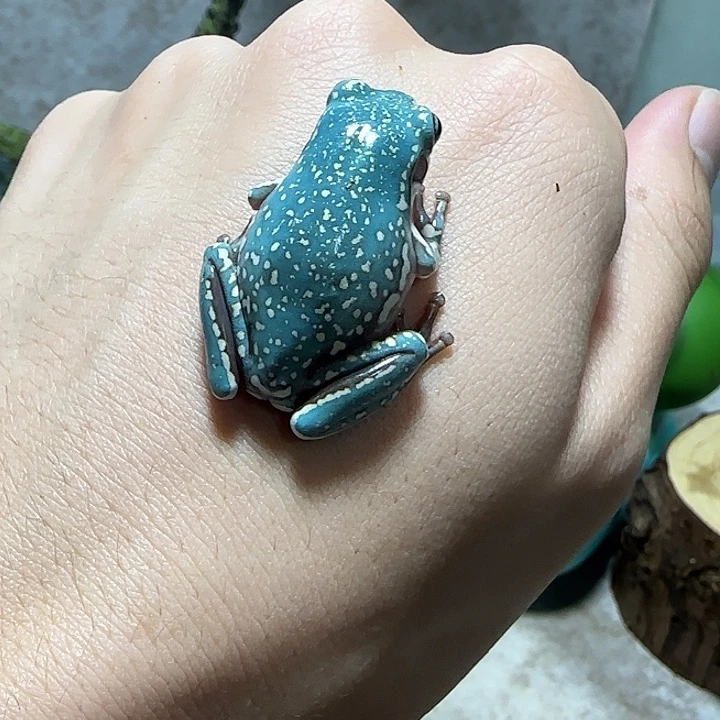 老爷树蛙3 魔鬼蓝小暴雪