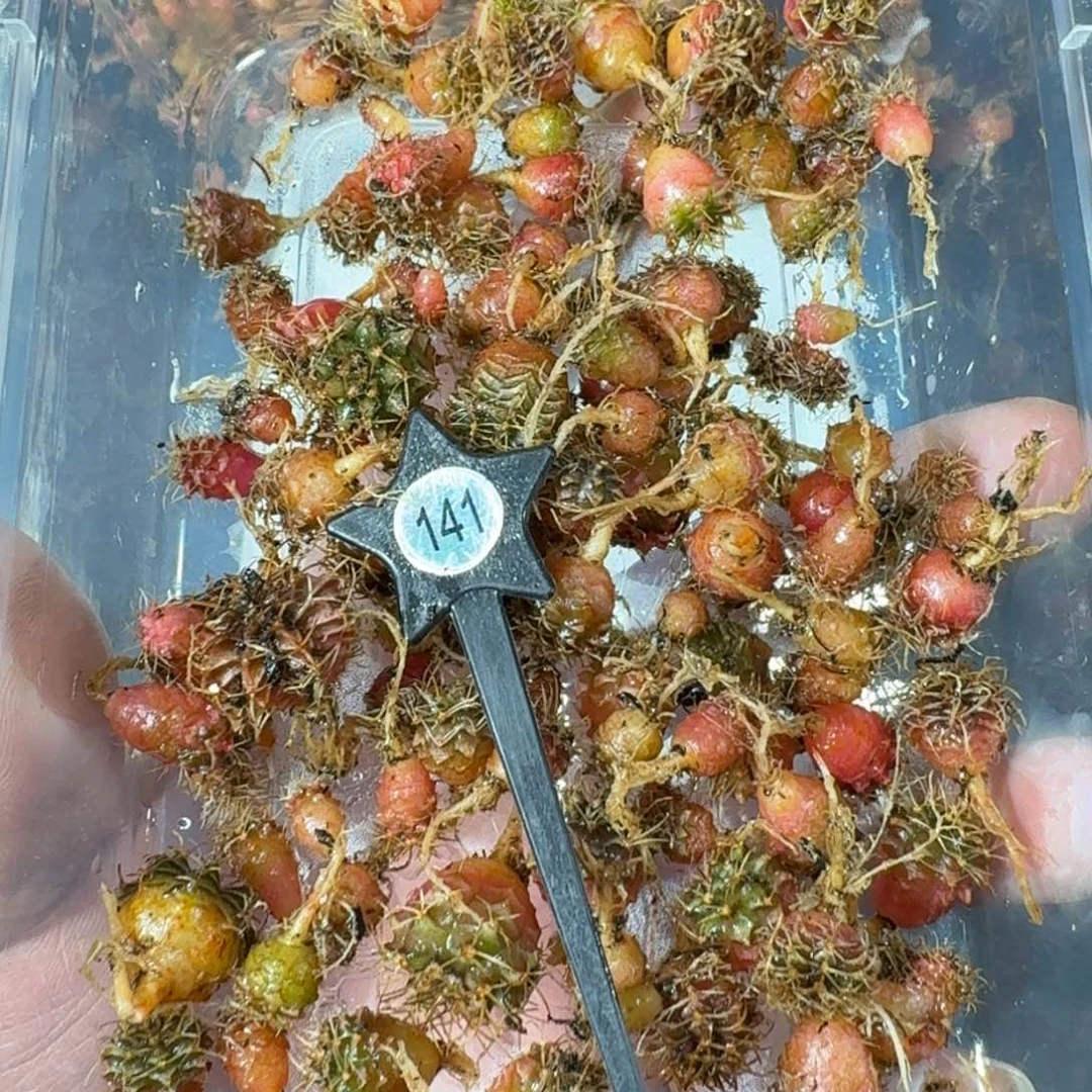 米哈实生自然锦练手球141