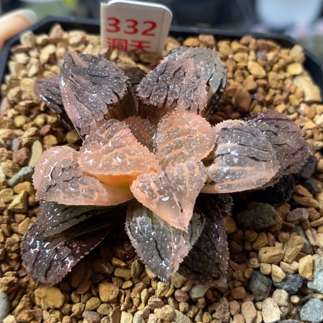 332具味城锦一物一拍