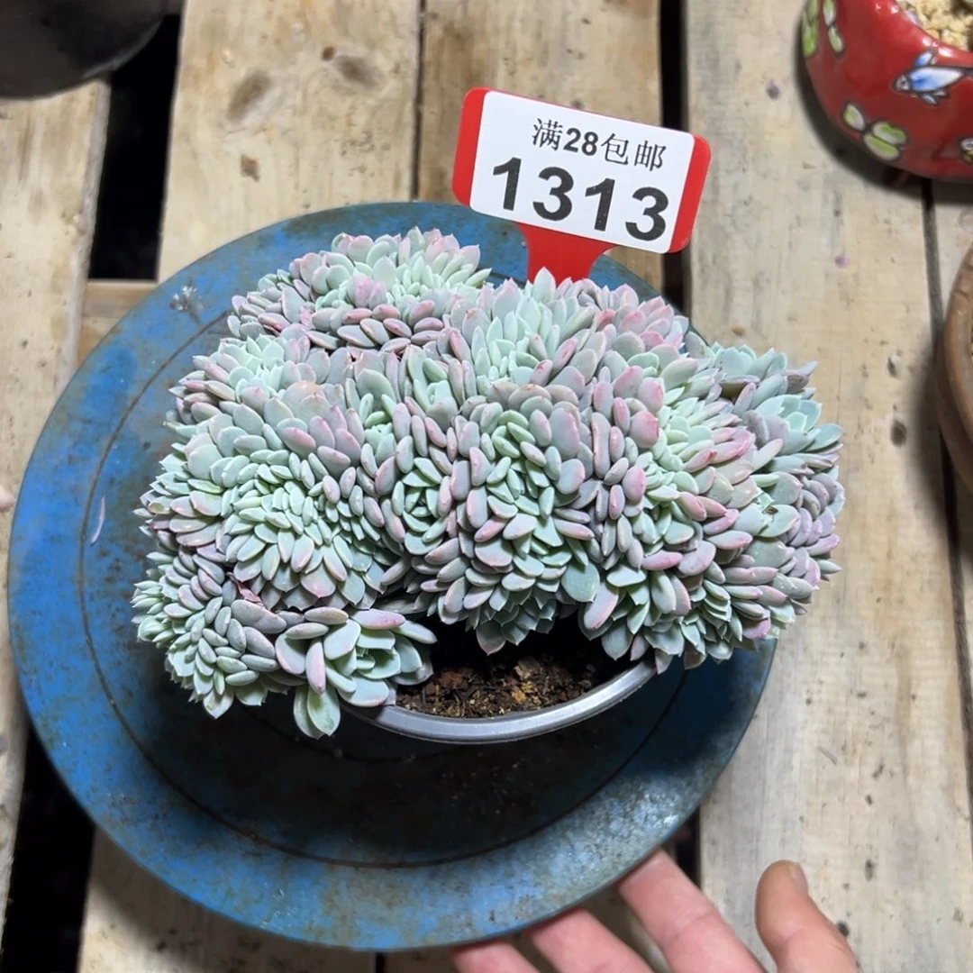 1313海棠花缀，冠服16