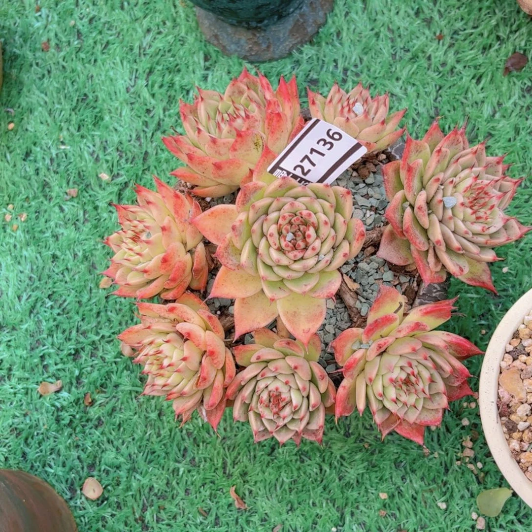 托斯卡内利多肉植物27136