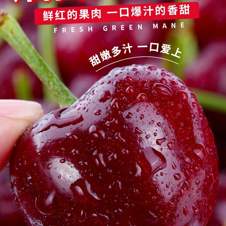 烟台美早大樱桃露天非车厘子自己果园顺丰包邮4.5斤送礼专属
