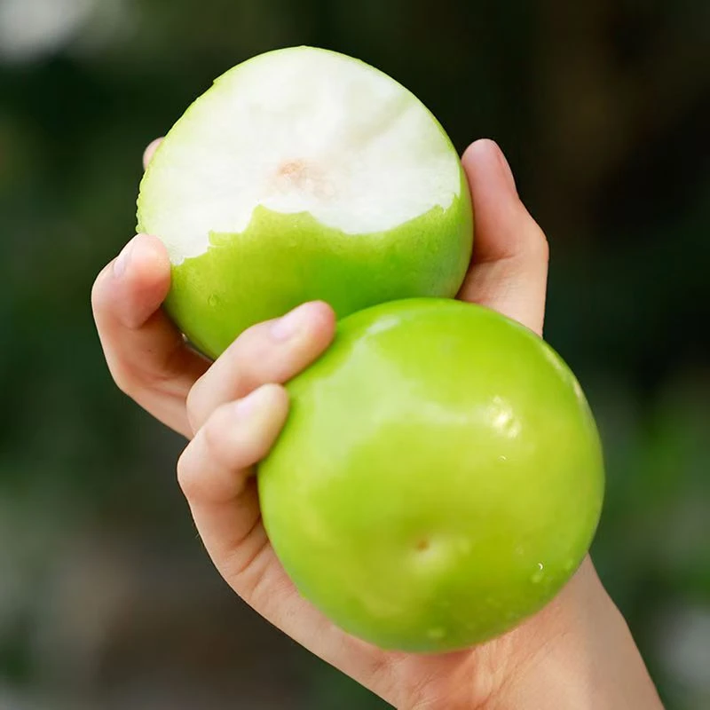 云南西双版纳苹果枣新鲜采品质爽口多汁